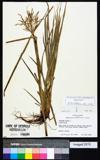 Cyperus iria image