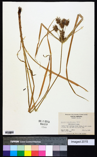 Cyperus lancastriensis image