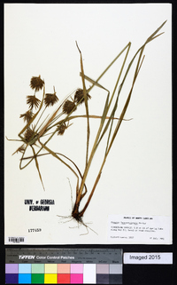 Cyperus lancastriensis image