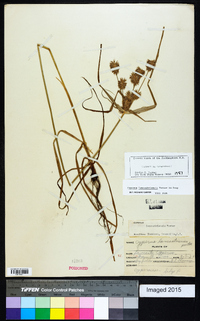 Cyperus lancastriensis image