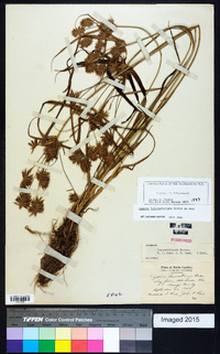 Cyperus lancastriensis image