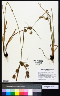 Cyperus lancastriensis image