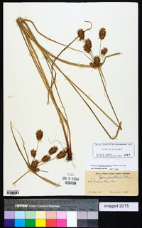 Cyperus lancastriensis image