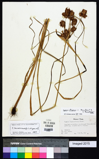 Cyperus lancastriensis image