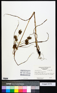 Cyperus lancastriensis image