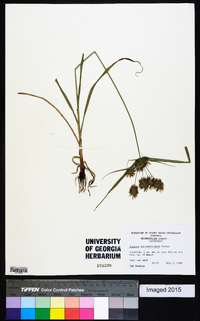 Cyperus lancastriensis image