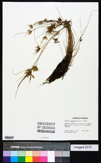 Cyperus lanceolatus image