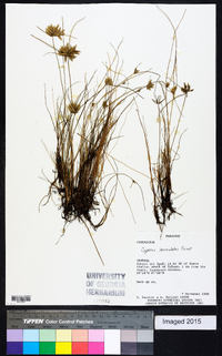 Cyperus lanceolatus image