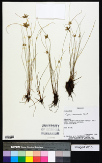 Cyperus lanceolatus image