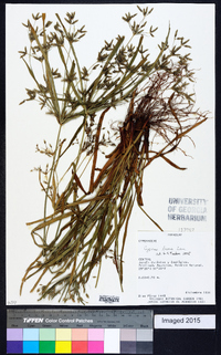 Cyperus laxus image