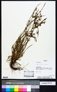 Cyperus laxus image