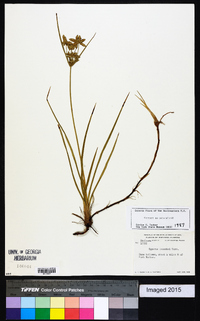 Cyperus lecontei image