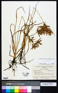 Cyperus lecontei image