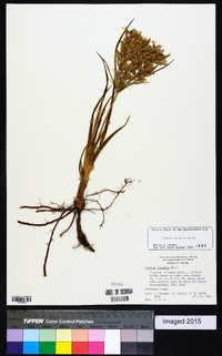 Cyperus lecontei image