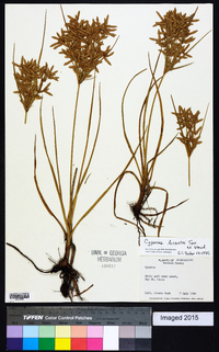 Cyperus lecontei image