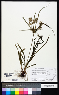 Cyperus lentiginosus image