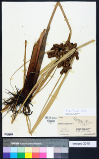 Cyperus ligularis image