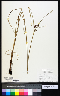 Cyperus longus image