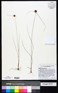 Cyperus lupulinus image