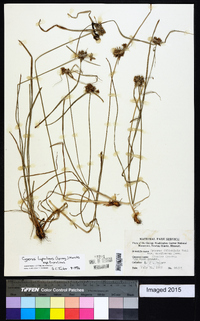 Cyperus lupulinus image