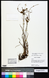 Cyperus lupulinus subsp. lupulinus image