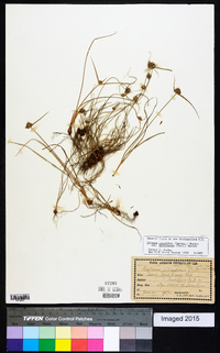 Cyperus lupulinus image