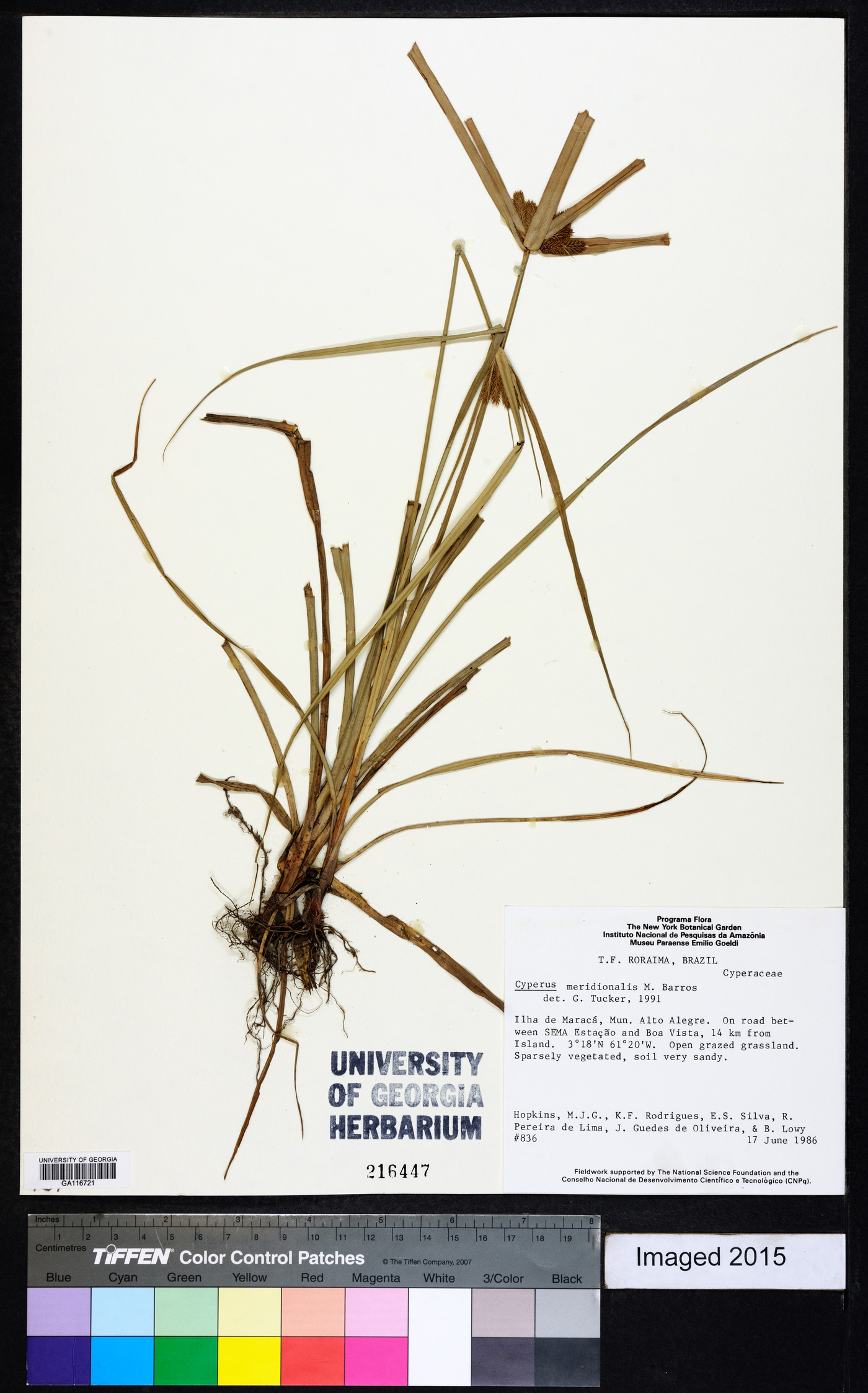 Cyperus meridionalis image