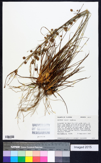 Cyperus nashii image