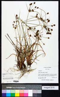 Cyperus nashii image