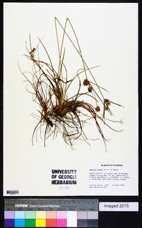 Cyperus nashii image