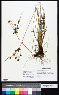 Cyperus nashii image