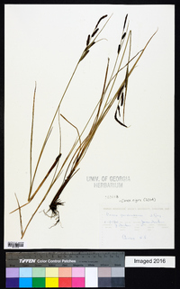 Carex nigra image