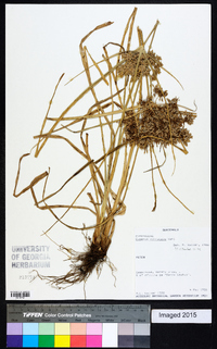 Cyperus ochraceus image