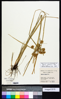 Cyperus ochraceus image