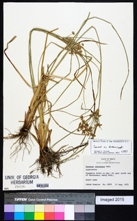 Cyperus ochraceus image