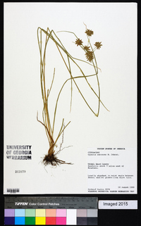 Cyperus onerosus image