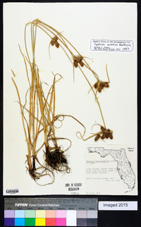 Cyperus ovatus image