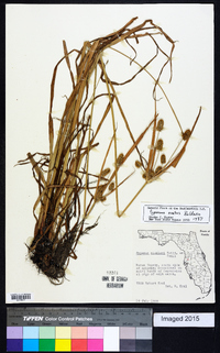 Cyperus ovatus image