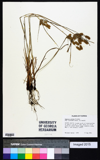 Cyperus ovatus image