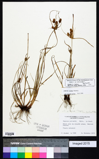 Cyperus ovatus image