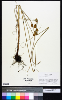 Cyperus ovatus image