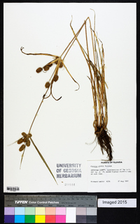 Cyperus ovatus image