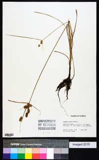 Cyperus ovatus image