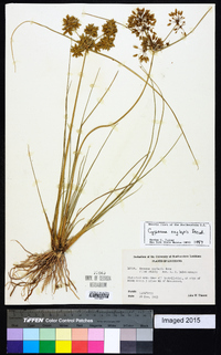 Cyperus oxylepis image