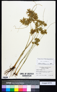 Cyperus oxylepis image