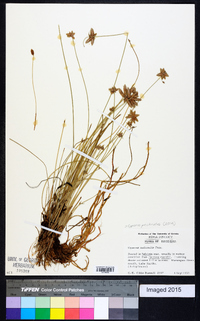 Cyperus pectinatus image