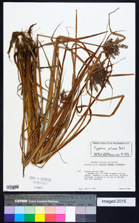 Cyperus pilosus image