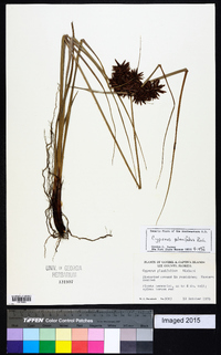 Cyperus planifolius image