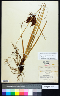 Cyperus planifolius image
