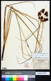 Cyperus planifolius image